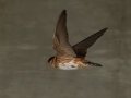 Cave Swallow - Portofino Plaza Swallow Colony - Miami-Dade County, May 3, 2022
