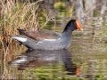 Common Gallinule - Merritt Island NWR - Black Point Wildlife Dr - Brevard County, May 4, 2022