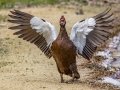 Muscovy Duck (Established Feral) - Tropical Park -Miami-Dade County, May 3, 2022