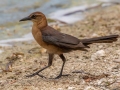 Common Grackle - Tropical Park -Miami-Dade County, May 3, 2022