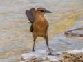 Common Grackle - Tropical Park -Miami-Dade County, May 3, 2022