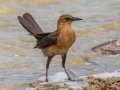 Common Grackle - Tropical Park -Miami-Dade County, May 3, 2022