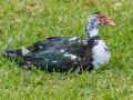 Muscovy Duck (Established Feral) - Tropical Park -Miami-Dade County, May 3, 2022
