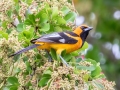 Spot-breasted Oriole - Westwind Lakes Park - Miami-Dade County, May 3, 2022