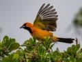 Spot-breasted Oriole - Westwind Lakes Park - Miami-Dade County, May 3, 2022