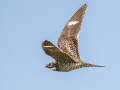 Common Nighthawk - Merritt Island NWR - Black Point Wildlife Dr - Brevard County, May 4, 2022