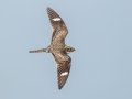 Common Nighthawk - Merritt Island NWR - Black Point Wildlife Dr - Brevard County, May 4, 2022