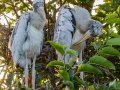 Wood Storks- Wakodahatchee Wetlands - Palm Beach County, May 4, 2020