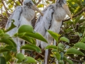 Wood Storks- Wakodahatchee Wetlands - Palm Beach County, May 4, 2020