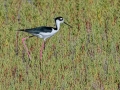Black-necked Stilt - Merritt Island NWR - Black Point Wildlife Dr - Brevard County, May 4, 2022