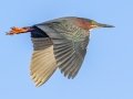 Green Heron - Wakodahatchee Wetlands - Palm Beach County, May 4, 2020
