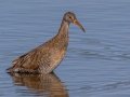 Clapper Rail - Merritt Island NWR - Black Point Wildlife Dr - Brevard County, May 4, 2022