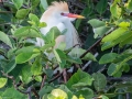 Cattle Egret - Wakodahatchee Wetlands - Palm Beach County, May 4, 2020