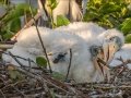 Wood Storks- Wakodahatchee Wetlands - Palm Beach County, May 4, 2020