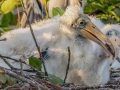 Wood Storks- Wakodahatchee Wetlands - Palm Beach County, May 4, 2020