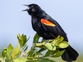 Red-winged Blackbird - Merritt Island NWR - Black Point Wildlife Dr - Brevard County, May 4, 2022