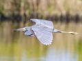 Tricolored Heron - Merritt Island NWR - Black Point Wildlife Dr - Brevard County, May 4, 2022