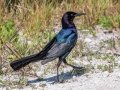 Boat-tailed Grackle - Merritt Island NWR - Black Point Wildlife Dr - Brevard County, May 4, 2022