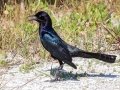 Boat-tailed Grackle - Merritt Island NWR - Black Point Wildlife Dr - Brevard County, May 4, 2022