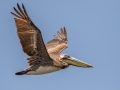 Brown Pelican - Merritt Island NWR - Black Point Wildlife Dr - Brevard County, May 4, 2022