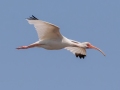 White Ibis - Merritt Island NWR - Black Point Wildlife Dr - Brevard County, May 4, 2022