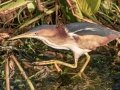 Least Bittern - Wakodahatchee Wetlands - Palm Beach County, May 4, 2020
