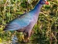 Purple Gallinule - Wakodahatchee Wetlands - Palm Beach County, May 4, 2020