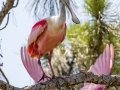Roseate Spoonbill - Merritt Island NWR - Black Point Wildlife Dr - Brevard County, May 4, 2022