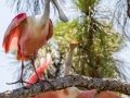 Roseate Spoonbill - Merritt Island NWR - Black Point Wildlife Dr - Brevard County, May 4, 2022