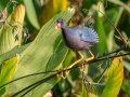 Purple Gallinule - Wakodahatchee Wetlands - Palm Beach County, May 4, 2020