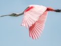 Roseate Spoonbill - Merritt Island NWR - Black Point Wildlife Dr - Brevard County, May 4, 2022