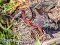 Glossy Ibis - Wakodahatchee Wetlands - Palm Beach County, May 4, 2022