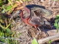 Glossy Ibis - Wakodahatchee Wetlands - Palm Beach County, May 4, 2020