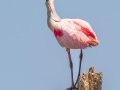 Roseate Spoonbill - Merritt Island NWR - Black Point Wildlife Dr - Brevard County, May 4, 2022