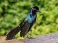 Boat-tailed Grackle - Wakodahatchee Wetlands - Palm Beach County, May 4, 2020