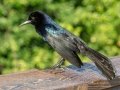Boat-tailed Grackle - Wakodahatchee Wetlands - Palm Beach County, May 4, 2020