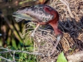 Glossy Ibis - Wakodahatchee Wetlands - Palm Beach County, May 4, 2020