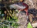 Glossy Ibis - Wakodahatchee Wetlands - Palm Beach County, May 4, 2020
