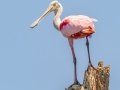 Roseate Spoonbill - Merritt Island NWR - Black Point Wildlife Dr - Brevard County, May 4, 2022