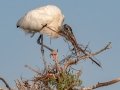 Wood Stork - Wakodahatchee Wetlands - Palm Beach County, May 4, 2020