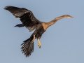 Anhinga - Wakodahatchee Wetlands - Palm Beach County, May 4, 2022