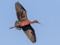 Glossy Ibis - Wakodahatchee Wetlands - Palm Beach County, May 4, 2020