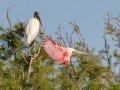 Roseate Spoonbill - Wakodahatchee Wetlands - Palm Beach County, May 4, 2020