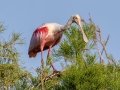 Roseate Spoonbill - Wakodahatchee Wetlands - Palm Beach County, May 4, 2020