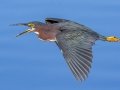 Green Heron - Wakodahatchee Wetlands - Palm Beach County, May 4, 2020