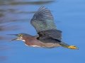 Green Heron - Wakodahatchee Wetlands - Palm Beach County, May 4, 2020