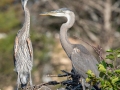 Great Blue Heron - Wakodahatchee Wetlands - Palm Beach County, May 4, 2020