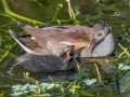 Common Gallinule - Wakodahatchee Wetlands - Palm Beach County, May 4, 2020