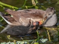 Common Gallinules - Wakodahatchee Wetlands - Palm Beach County, May 4, 2022