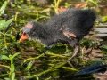 Common Gallinule - Wakodahatchee Wetlands - Palm Beach County, May 4, 2020